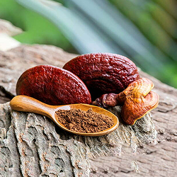 Ganoderna Reishi Mushroom in Slim Green Coffee