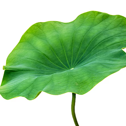 Lotus Leaft in Slim Green Coffee