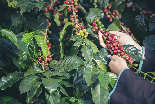Arabica: The Aromatic Connoisseur's Choice
