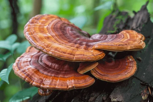 Ganoderma