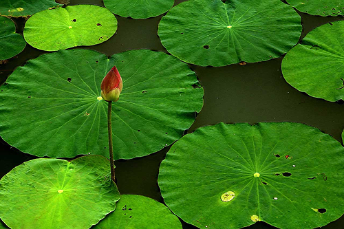 Lotus Leaf